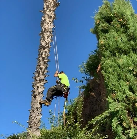 entretien de jardin